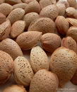 درخت بادام